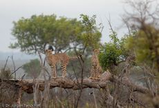 Gepard (11 von 41).jpg